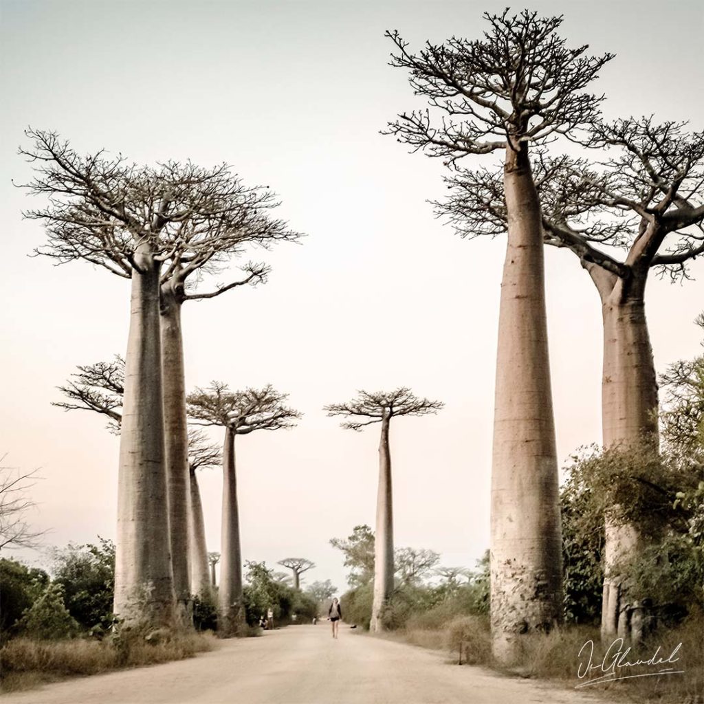 allée des Baobabs